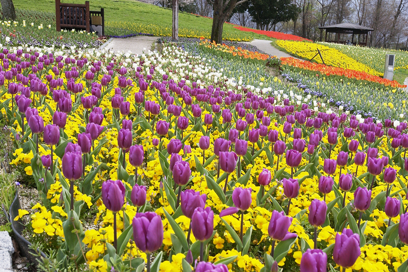  国営讃岐まんのう公園「春らんまんフェスタ2019」が開催！