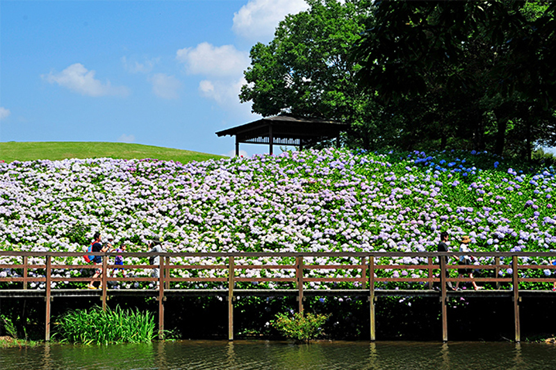 【国営讃岐まんのう公園】雨の季節の贈り物～あじさいまつり～