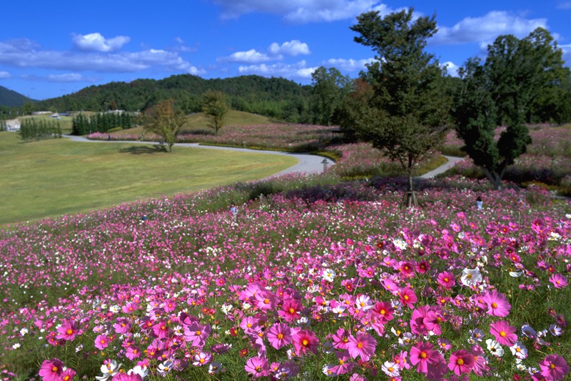 鮮やかな花のパレット～国営讃岐まんのう公園『秋！色どりフェスタ』～
