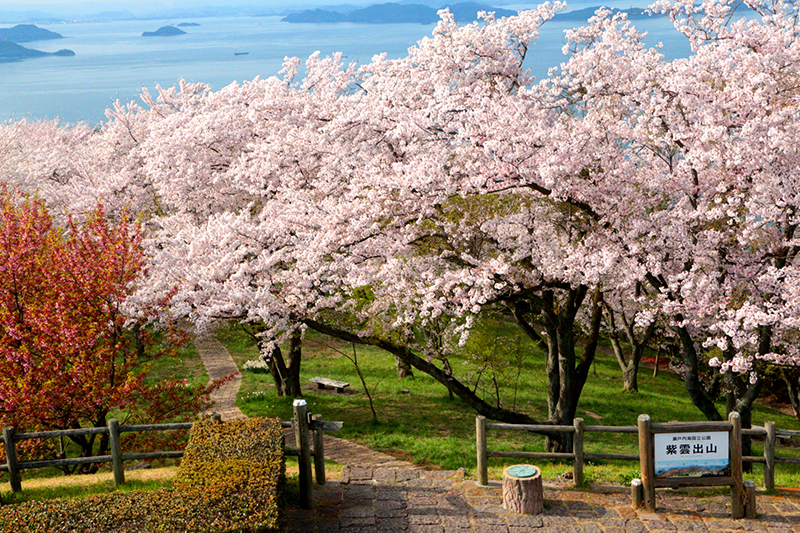 春爛漫を満喫する桜スポット