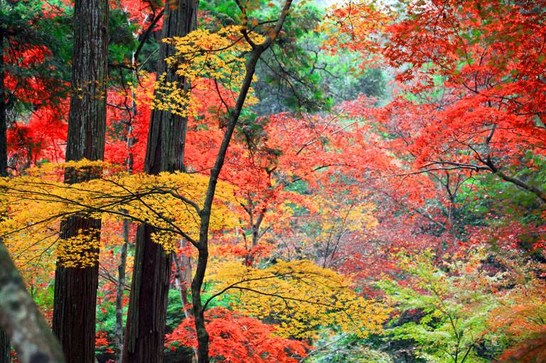 秋の彩りを楽しめる紅葉狩りスポット
