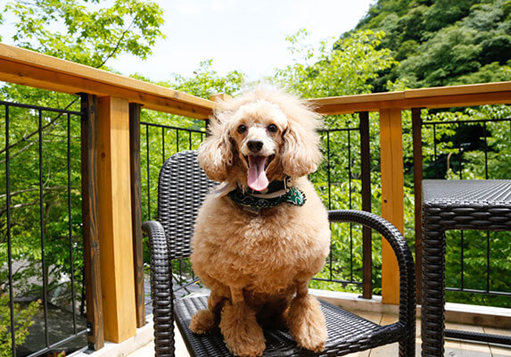 愛犬とともに過ごす里山の休日