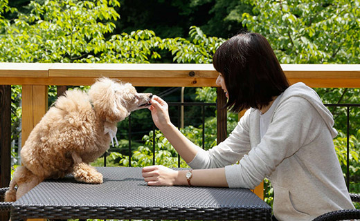 愛犬用グッズ＆設備